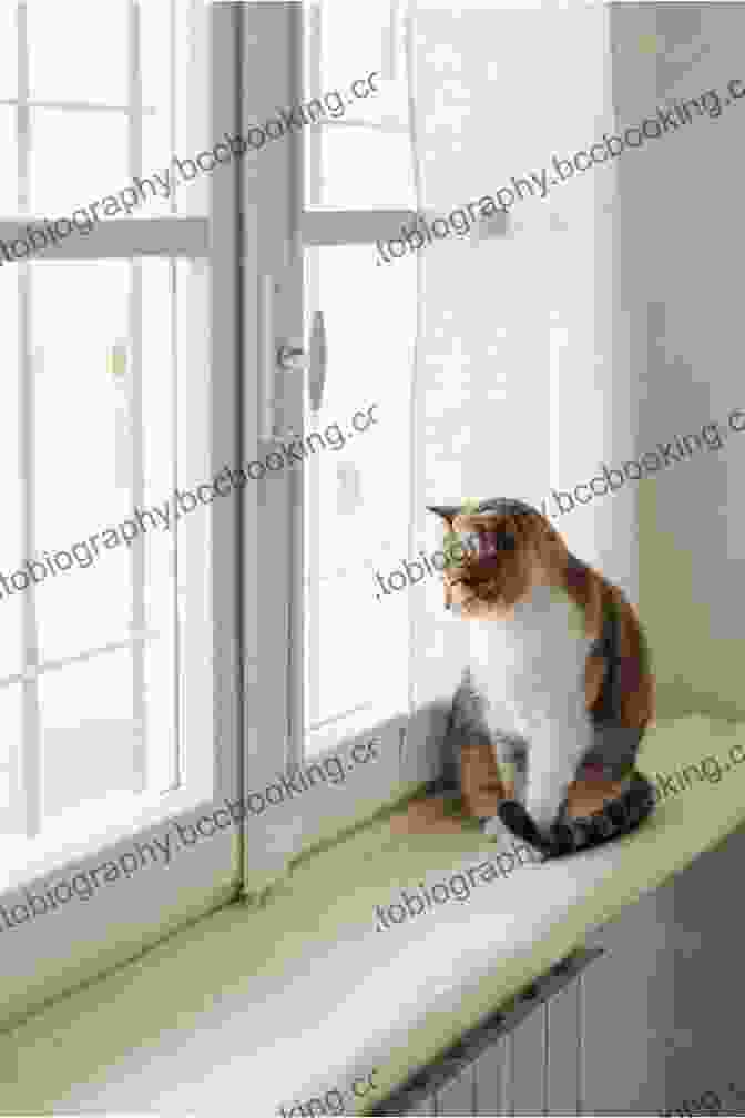 A Cat Varc Cat Sitting On A Windowsill CAT VARC (Everything For CAT VARC 1)