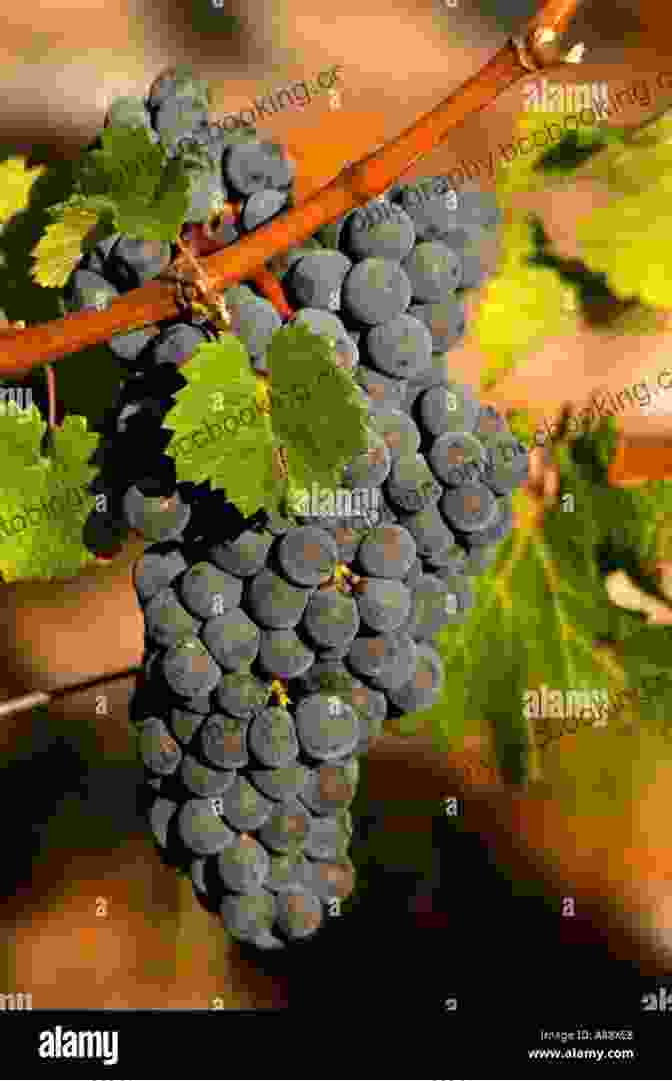 A Close Up Of A Bunch Of Ripe Cabernet Sauvignon Grapes Bordeaux: Complete (Guides To Wines And Top Vineyards 22)