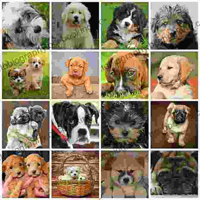 A Collage Of Different Dog Breeds Labrador: The Story Of The World S Favourite Dog