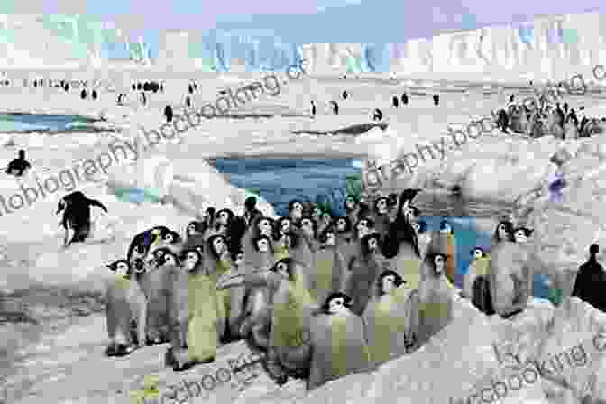 A Colony Of Emperor Penguins On The Antarctic Ice Antarctica: Geography Nature Ben Box