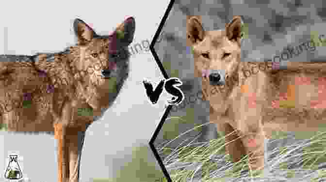 A Coyote And A Dingo Facing Off Coyote Vs Dingo (Who Would Win?)