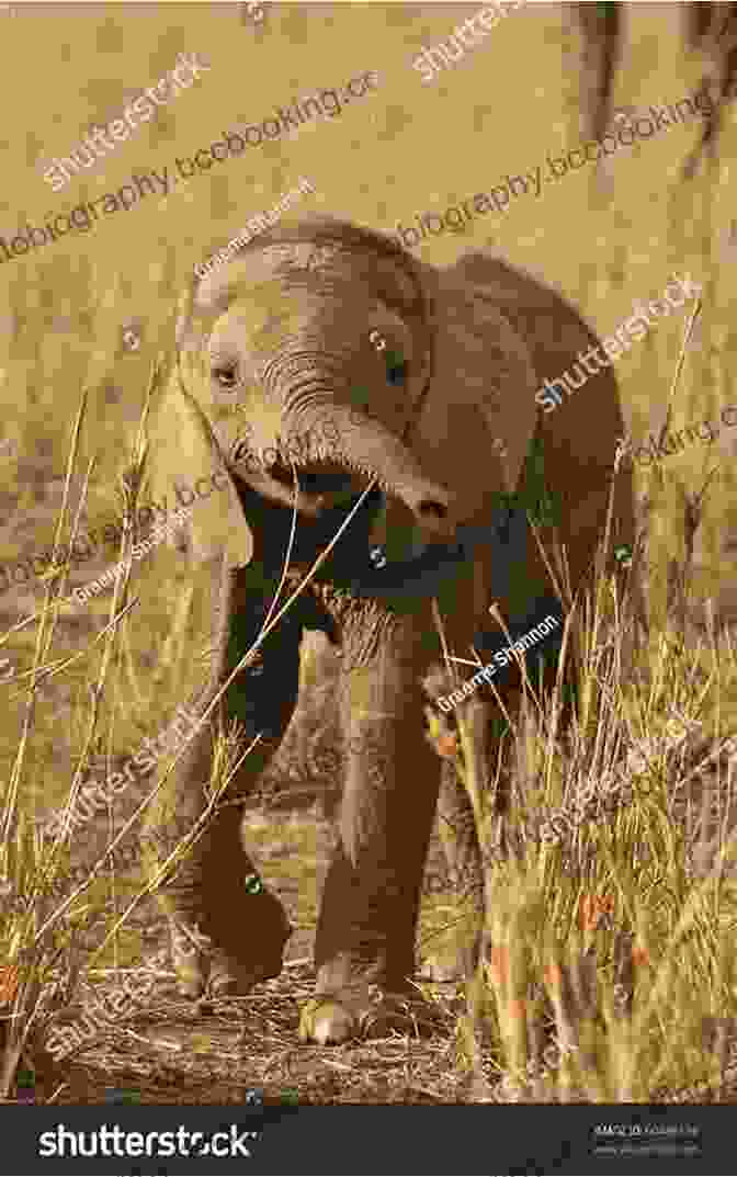 A Curious Elephant Calf Investigating Its Surroundings African Animals A Children S With Facts And Pictures
