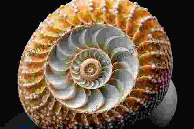 A Detailed Photograph Of A Seashell, Showcasing The Intricate Spiral Patterns That Resemble The Fibonacci Sequence, A Mathematical Phenomenon Found Throughout Nature. A Meaningful World: How The Arts And Sciences Reveal The Genius Of Nature