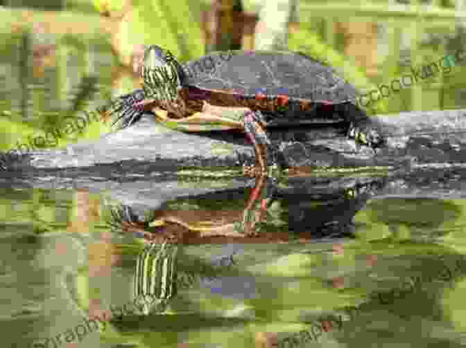 A Group Of Painted Turtles Basking In The Sun Painted Turtle Breed : The Complete Guide On Everything You Need To Know About Painted Turtle Breeding Feeding Housing Care Habitat Temperament Diet Health Lifespan Diseases