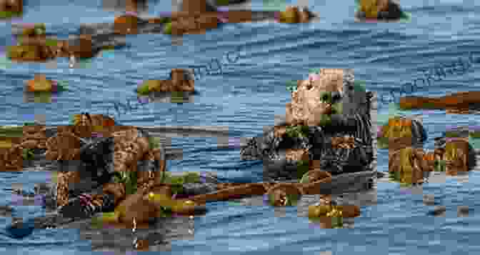 A Group Of Playful Sea Otters Swimming In A Kelp Forest National Geographic Readers: Sea Otters