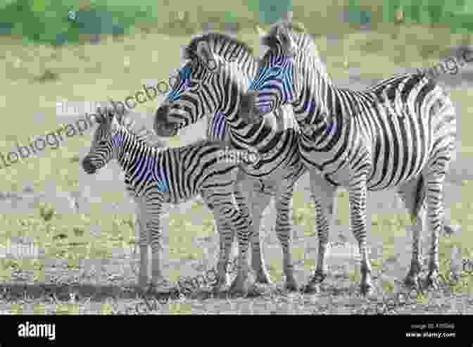 A Group Of Playful Zebra Foals Frolicking In The African Savanna African Animals A Children S With Facts And Pictures