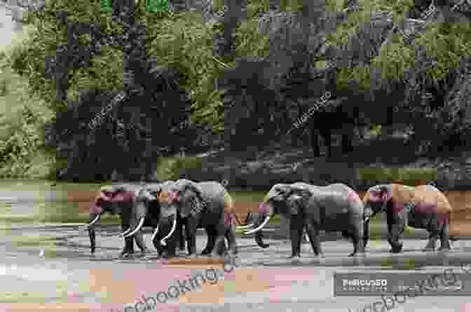 A Herd Of Elephants Crossing A River In The African Savanna Asia: Explore The World Children S With Facts And Pictures
