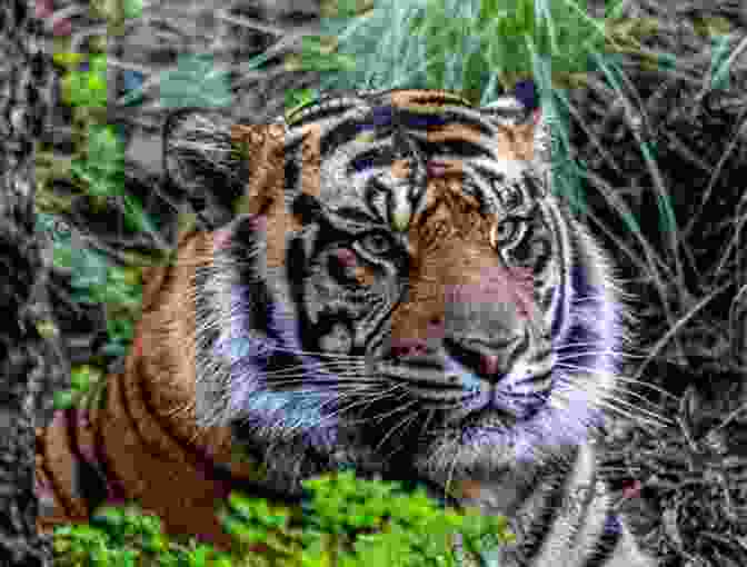 A Majestic Tiger Prowls Through A Lush Forest, Its Keen Gaze Scanning The Surroundings A Tiger Among Us: A Story Of Valor In Vietnam S A Shau Valley