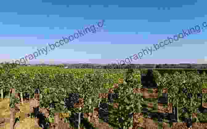 A Panoramic View Of A Bordeaux Vineyard With Rows Of Grapevines And A Chateau In The Distance Bordeaux: Complete (Guides To Wines And Top Vineyards 22)