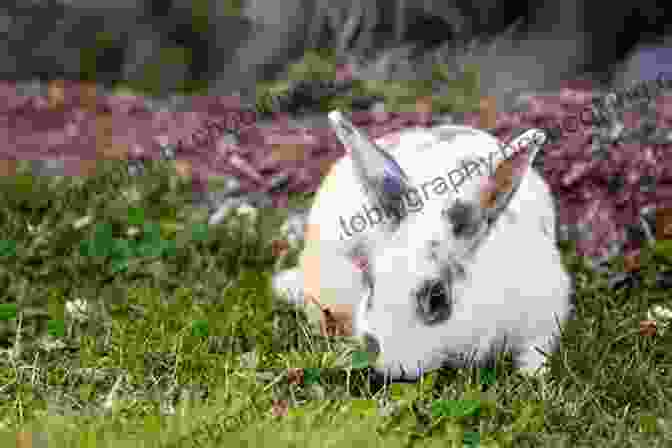 A Rabbit Grazes On A Patch Of Grass In An Urban Park. Beyond The Pellet (The Urban Rabbit Project 2)
