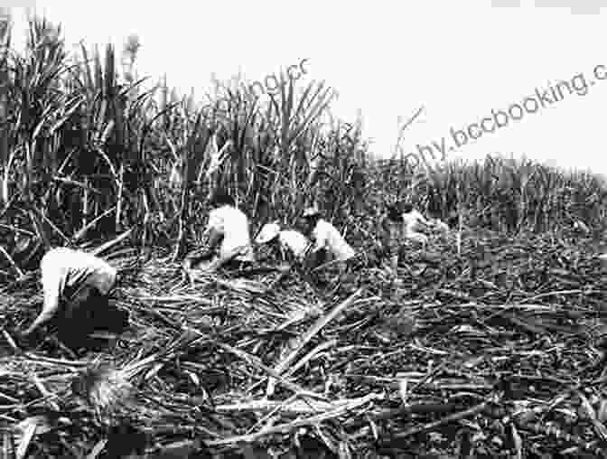 A Sprawling Sugar Plantation, Teeming With Workers Amidst Vast Fields Of Sugarcane A Tall History Of Sugar