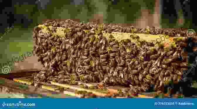 A Swarm Of Bees Buzzing Around A Honeycomb Give Bees A Chance Bethany Barton