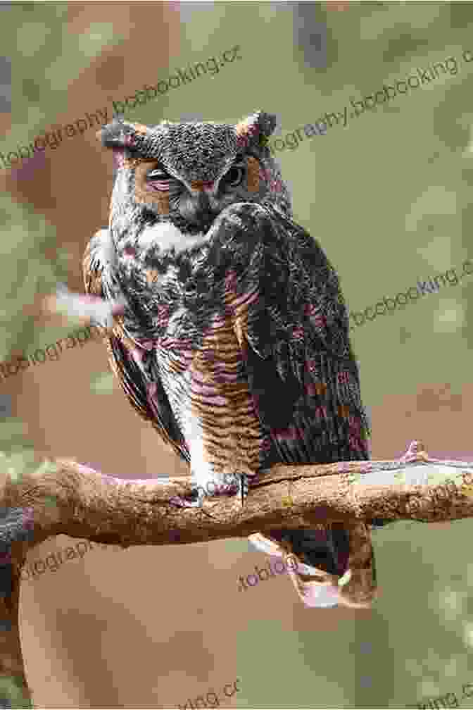A Wise Old Owl Perched On A Tree Branch, Its Piercing Gaze Captivating African Animals A Children S With Facts And Pictures
