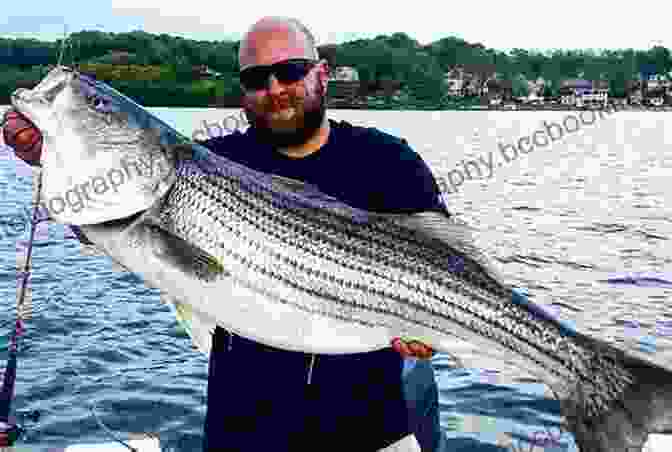 Angler Holding A Large Striped Bass Maine To Montauk: A Striped Bass Journey 1950 To 2024