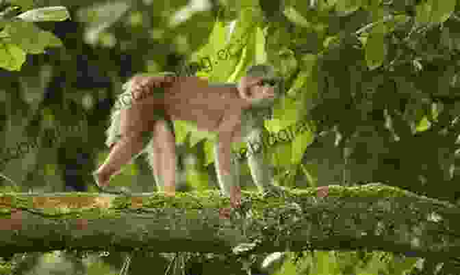 Baby Monkey Swinging On Vines In A Tropical Rainforest Animal Babies : A Children S Picture