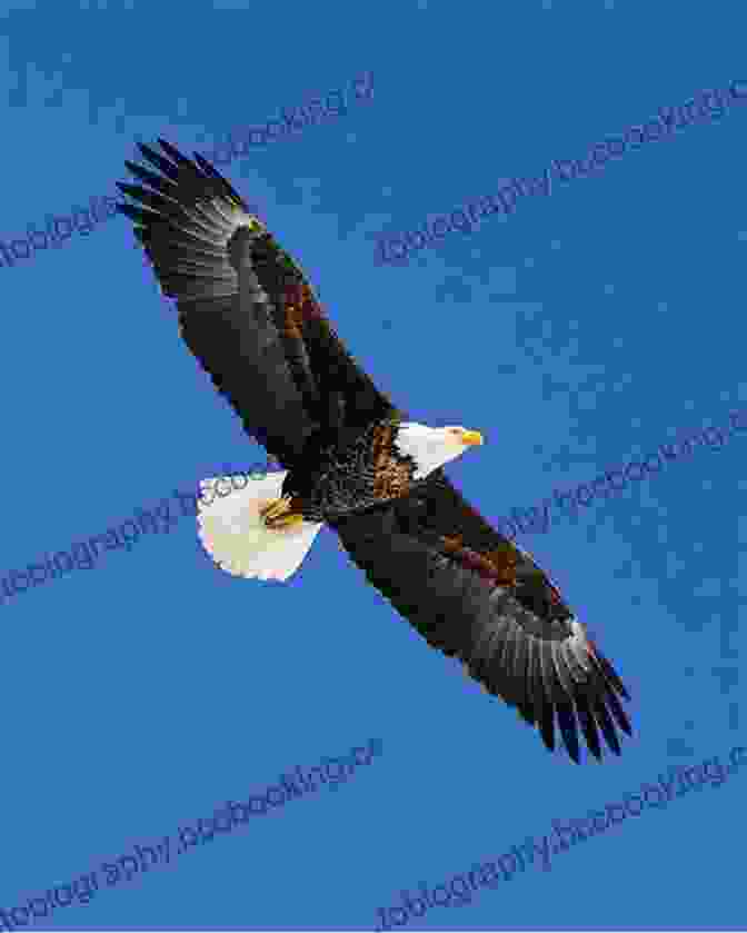 Bald Eagle Soaring Through The Sky The New York Wildlife Encyclopedia: An Illustrated Guide To Birds Fish Mammals Reptiles And Amphibians