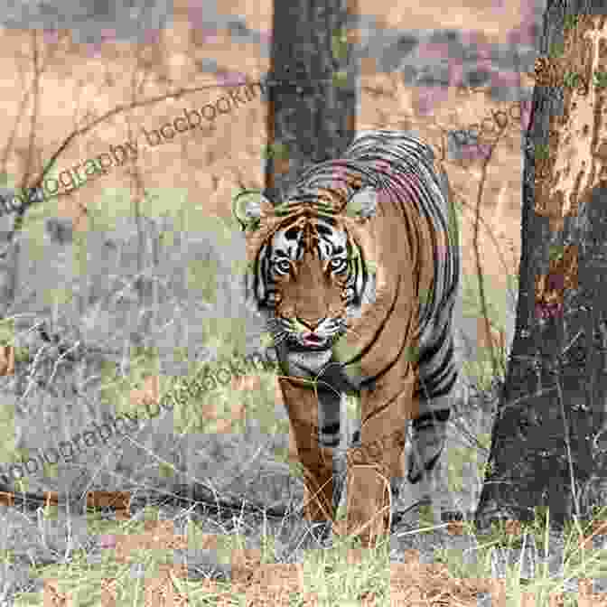 Bengal Tiger Walking Through A Forest The New York Wildlife Encyclopedia: An Illustrated Guide To Birds Fish Mammals Reptiles And Amphibians