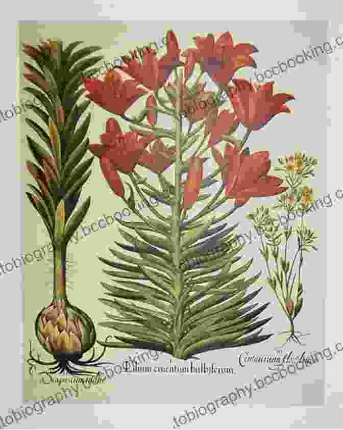 Besler's Illustration Of A Lily Besler S Of Flowers And Plants: 73 Full Color Plates From Hortus Eystettensis 1613 (Dover Pictorial Archive)