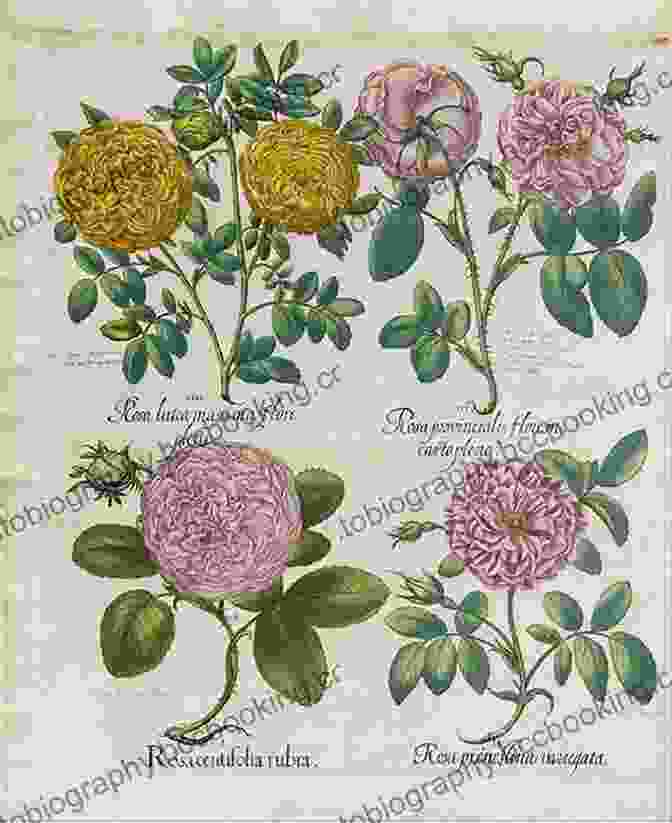 Besler's Illustration Of A Rose Besler S Of Flowers And Plants: 73 Full Color Plates From Hortus Eystettensis 1613 (Dover Pictorial Archive)