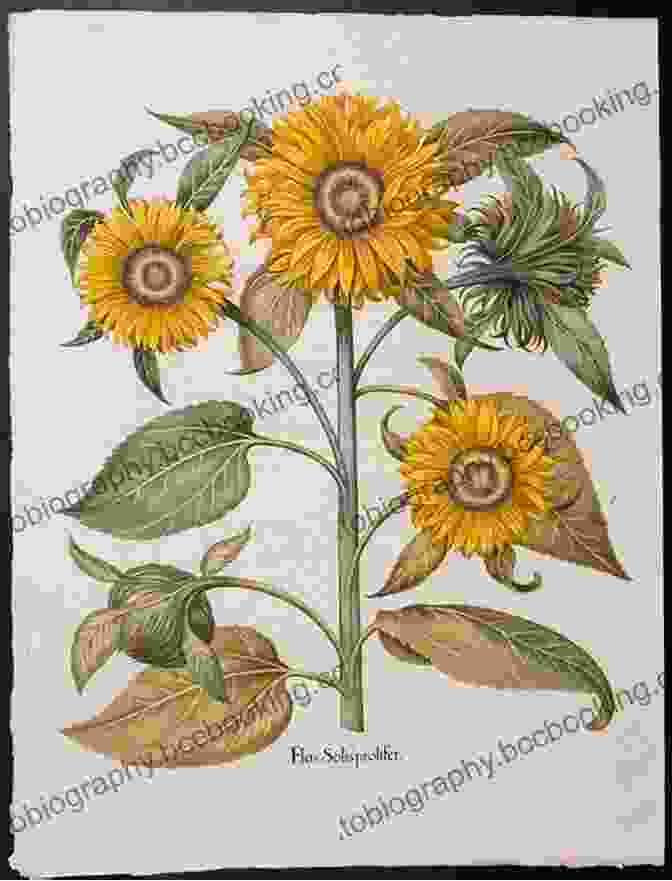 Besler's Illustration Of A Sunflower Besler S Of Flowers And Plants: 73 Full Color Plates From Hortus Eystettensis 1613 (Dover Pictorial Archive)