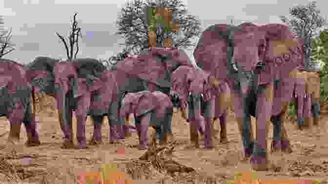 Breathtaking Panoramic Image Of A Herd Of Elephants Crossing A Savanna Plain Artist S Photo Reference Wildlife