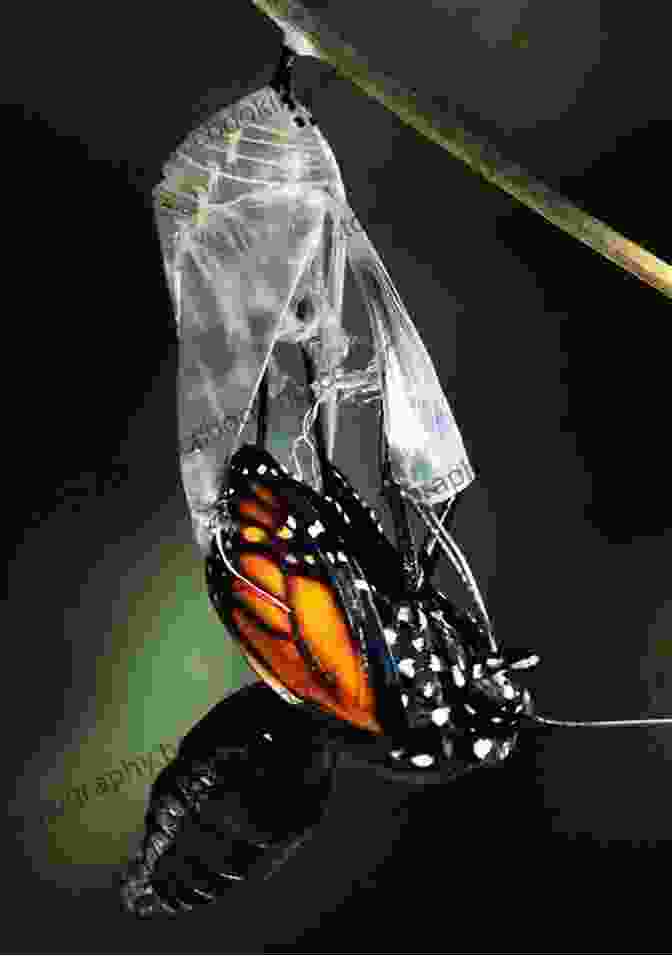 Butterfly Emerging From Cocoon Ten Little Caterpillars Bill Martin