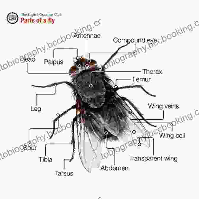 Diagram Of Fly Anatomy The Feather Bender S Flytying Techniques: A Comprehensive Guide To Classic And Modern Trout Flies
