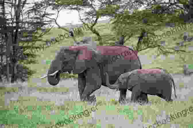 Elephant Calf Walking With Its Mother In An African Forest Animal Babies : A Children S Picture