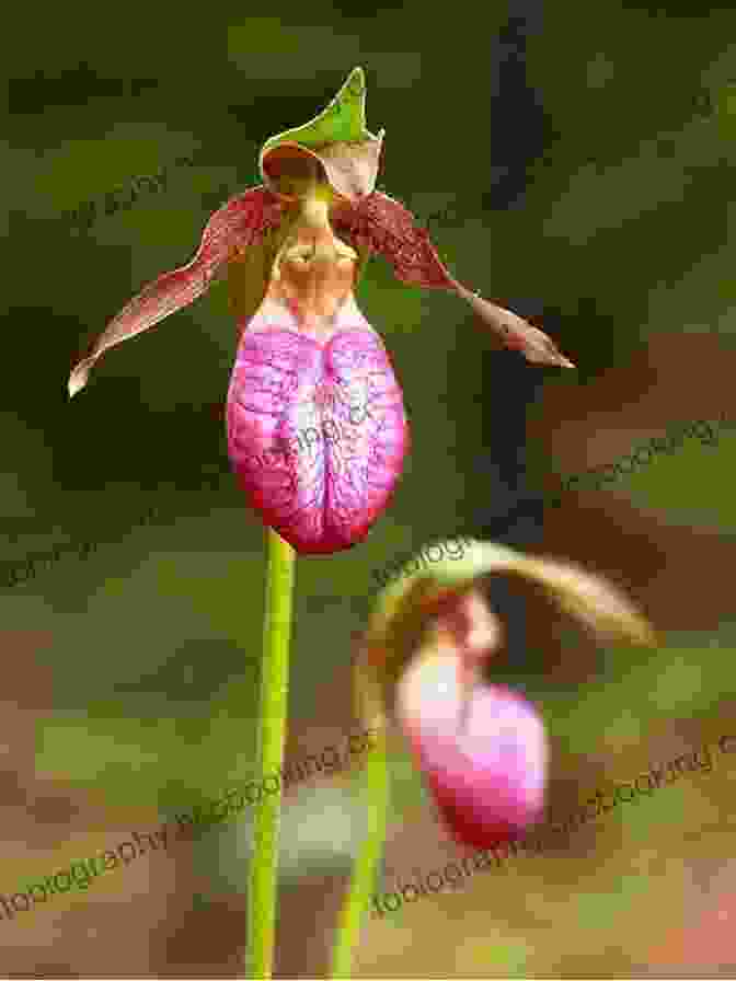 Enchanting Illustration Of The Lady Slipper Flower The Legend Of The Lady S Slipper (Myths Legends Fairy And Folktales)