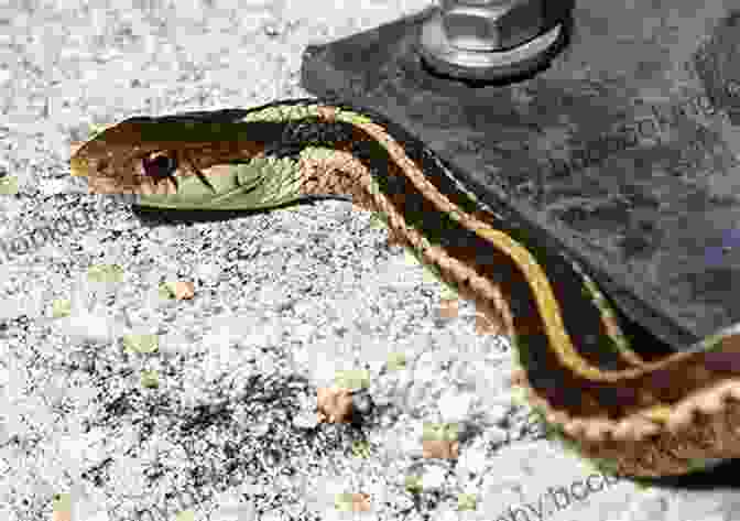 Garter Snake Basking In The Sun The New York Wildlife Encyclopedia: An Illustrated Guide To Birds Fish Mammals Reptiles And Amphibians