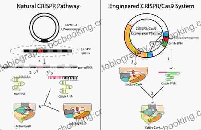 Illustration Of The CRISPR Cas9 Gene Editing System The Billion Dollar Molecule: The Quest For The Perfect Drug