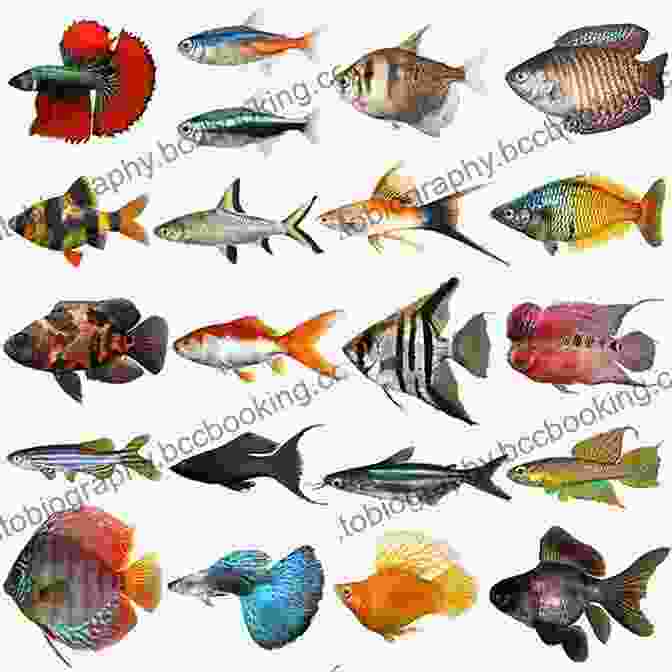 Image Of Various Freshwater Fish Species IGFA S 101 Freshwater Fishing Tips Tricks