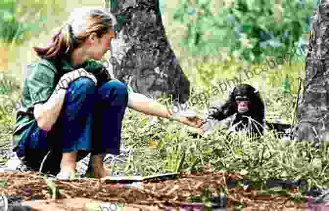 Jane Goodall Standing In The Forest With Chimpanzees I Am Caring: A Little About Jane Goodall (Ordinary People Change The World)