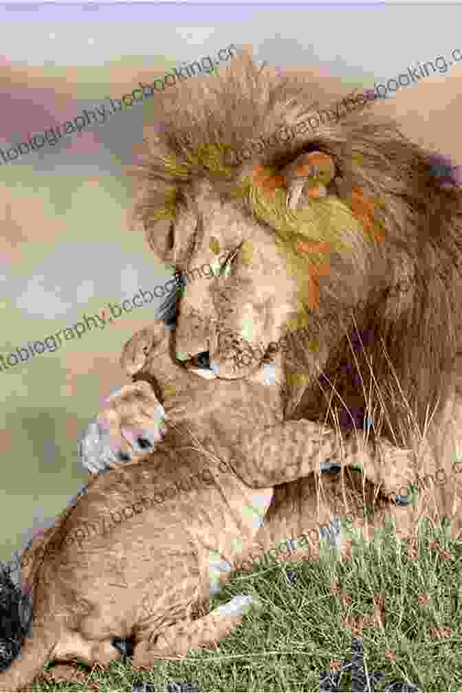 Lion Cubs Playing In The African Savanna Animal Babies : A Children S Picture