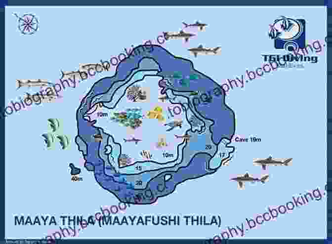 Maaya Thila Marine Protected Area Maldives 25 Secrets Bucket List 2024 The Locals Travel Guide For Your Trip To The Maldives