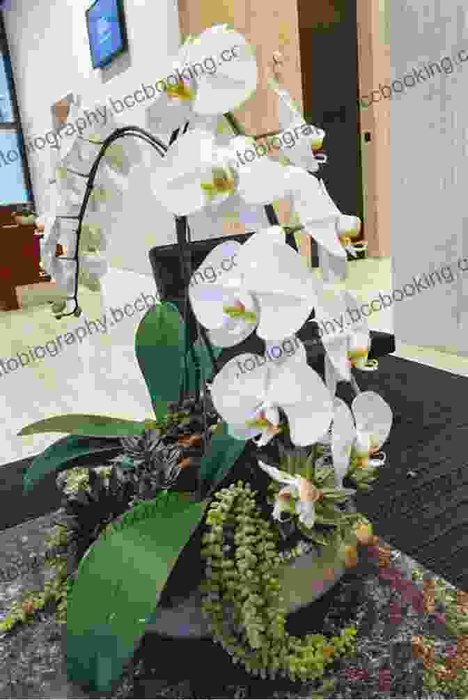 Orchids Blus Loss And Grief Orchids Blus Beverly Jenkins
