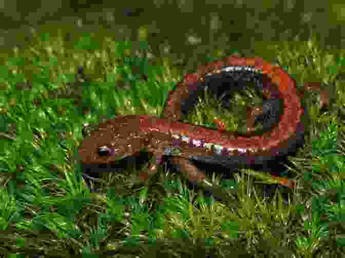Red Backed Salamander Climbing On A Rock The New York Wildlife Encyclopedia: An Illustrated Guide To Birds Fish Mammals Reptiles And Amphibians