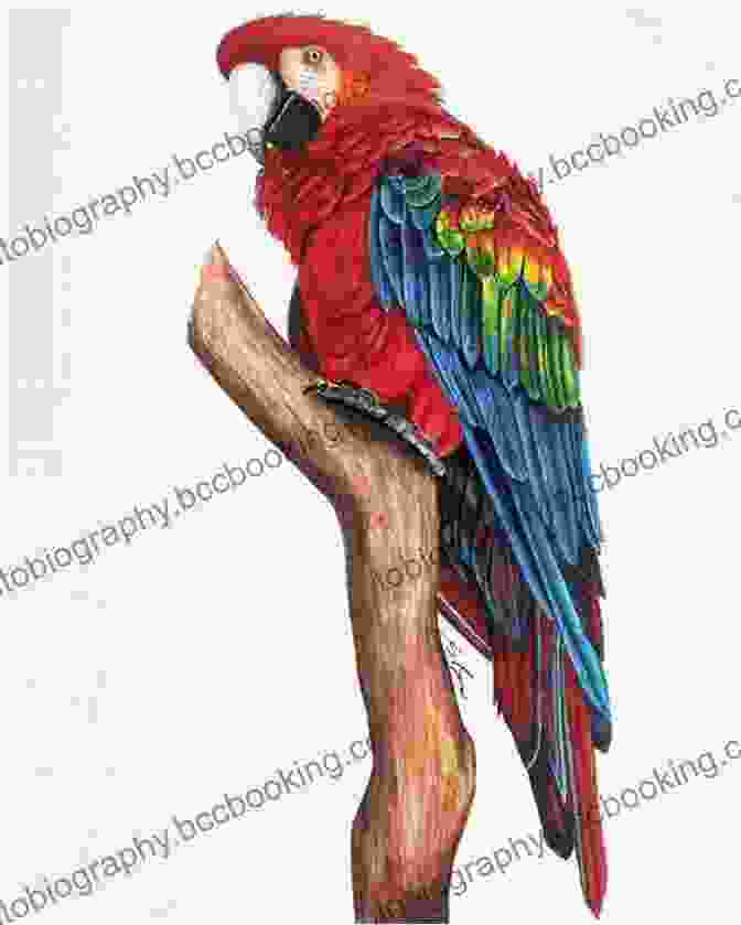 Sketch Of A Macaw Parrot How To Oil Paint A Macaw Parrot (Intermediate 1)