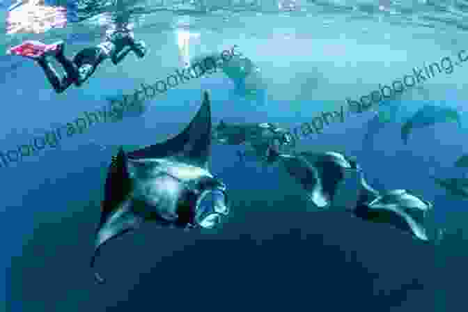 Snorkeling With Manta Rays In Hanifaru Bay Maldives 25 Secrets Bucket List 2024 The Locals Travel Guide For Your Trip To The Maldives