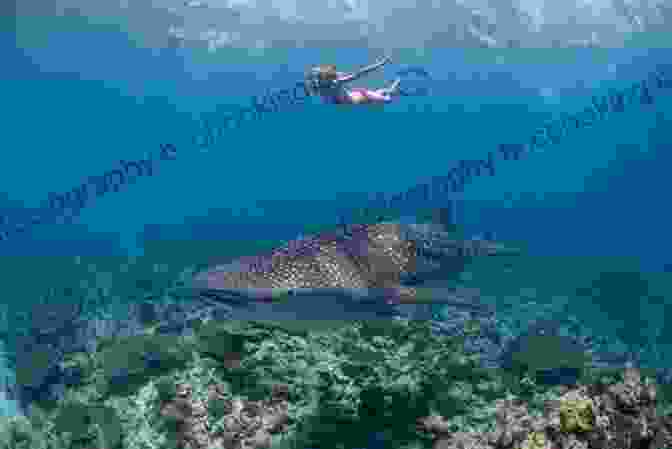 Snorkeling With Whale Sharks In The South Ari Atoll Maldives 25 Secrets Bucket List 2024 The Locals Travel Guide For Your Trip To The Maldives
