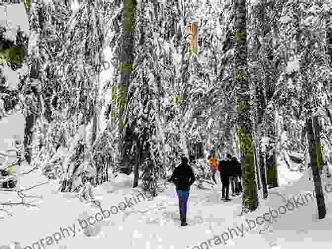 Snowshoers Trekking Through A Snow Laden Forest Snowshoe Routes: Adirondacks Catskills Bill Ingersoll