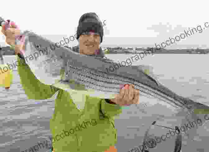 Striped Bass Caught In Rhode Island Maine To Montauk: A Striped Bass Journey 1950 To 2024