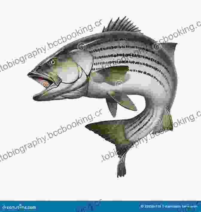 Striped Bass Leaping Out Of The Water In Maine Maine To Montauk: A Striped Bass Journey 1950 To 2024