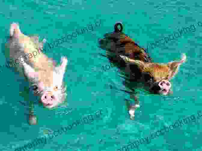 Swimming Pigs At Pig Beach The Island Hopping Digital Guide To The Exuma Cays Part IV The Southern Exumas
