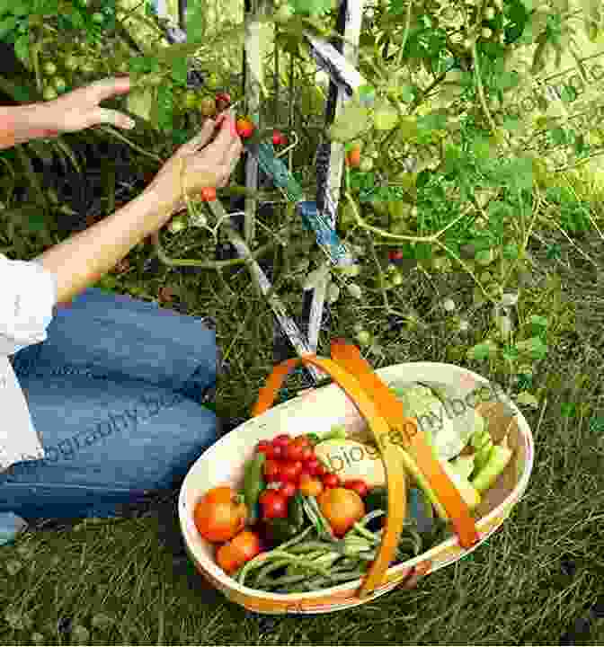 Woman Harvesting Vegetables From A Garden Off Grid Living: Food Water Power And How To Make Money Homesteading A Complete Guide To Building Your Homestead Cultivating A Simple Life And Becoming Self Sufficient